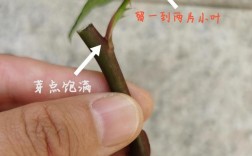 一根枝條對不對