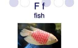 fish是可數名詞還是不可數名詞