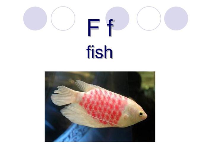 fish是可數名詞嗎-圖1