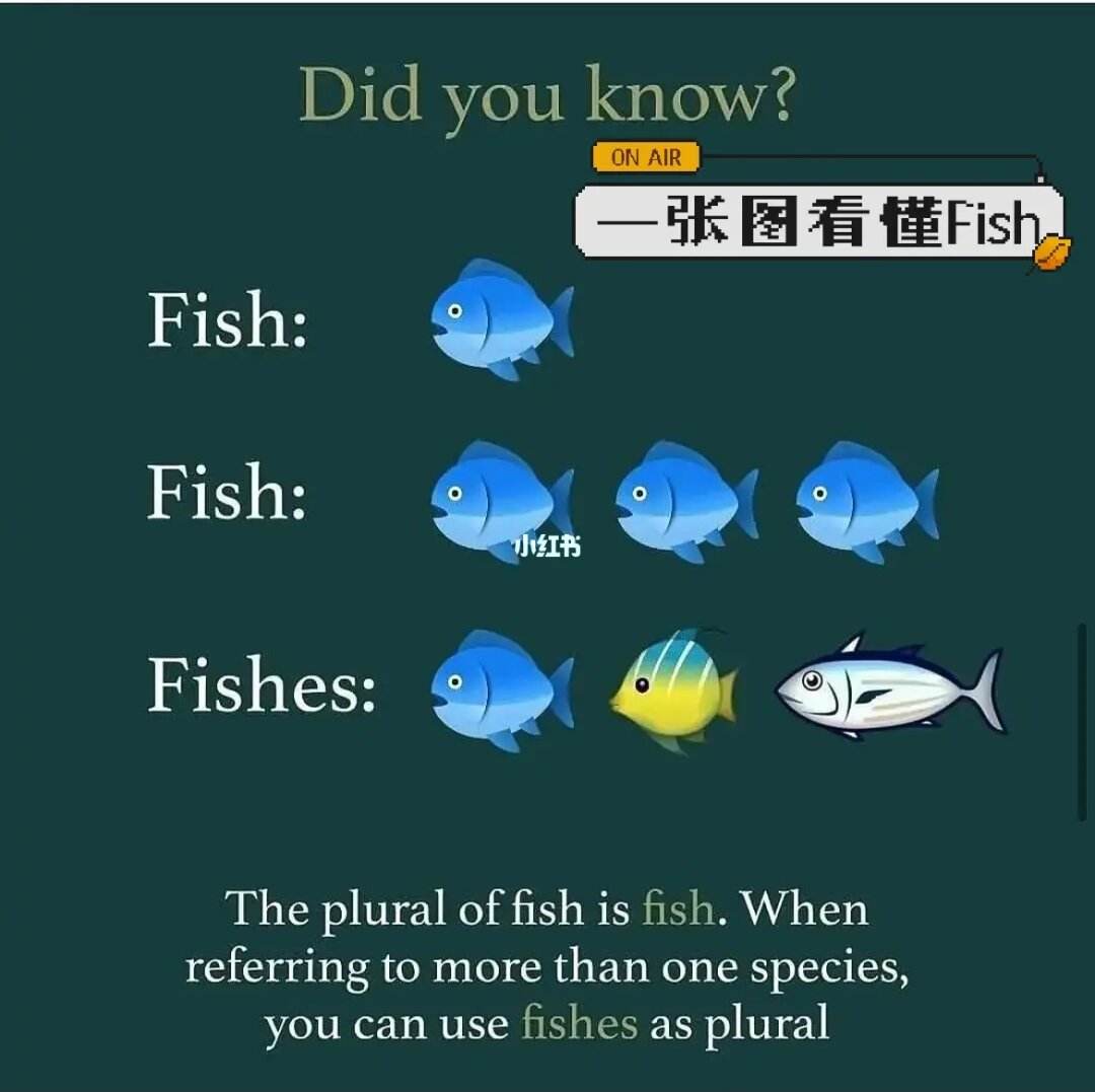 fish可數(shù)嗎-圖1