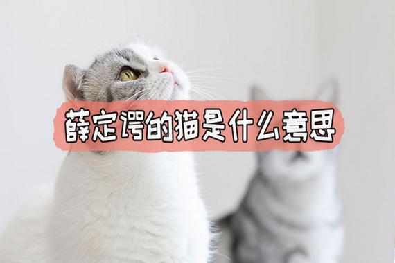 薛定諤的貓是什么意思梗-圖1