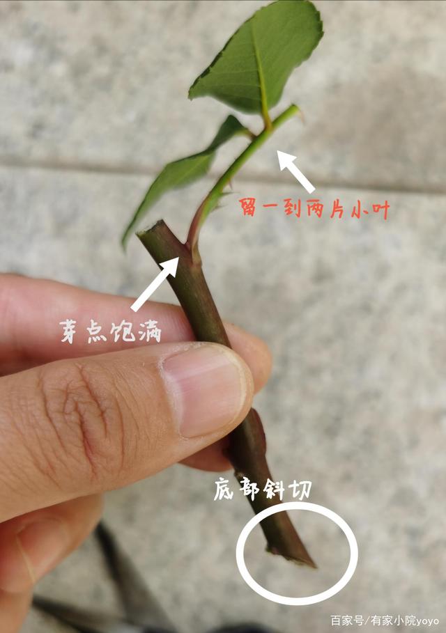 一根枝條對不對-圖1
