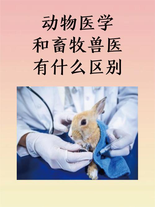 動物醫學和畜牧獸醫有什么區別-圖1